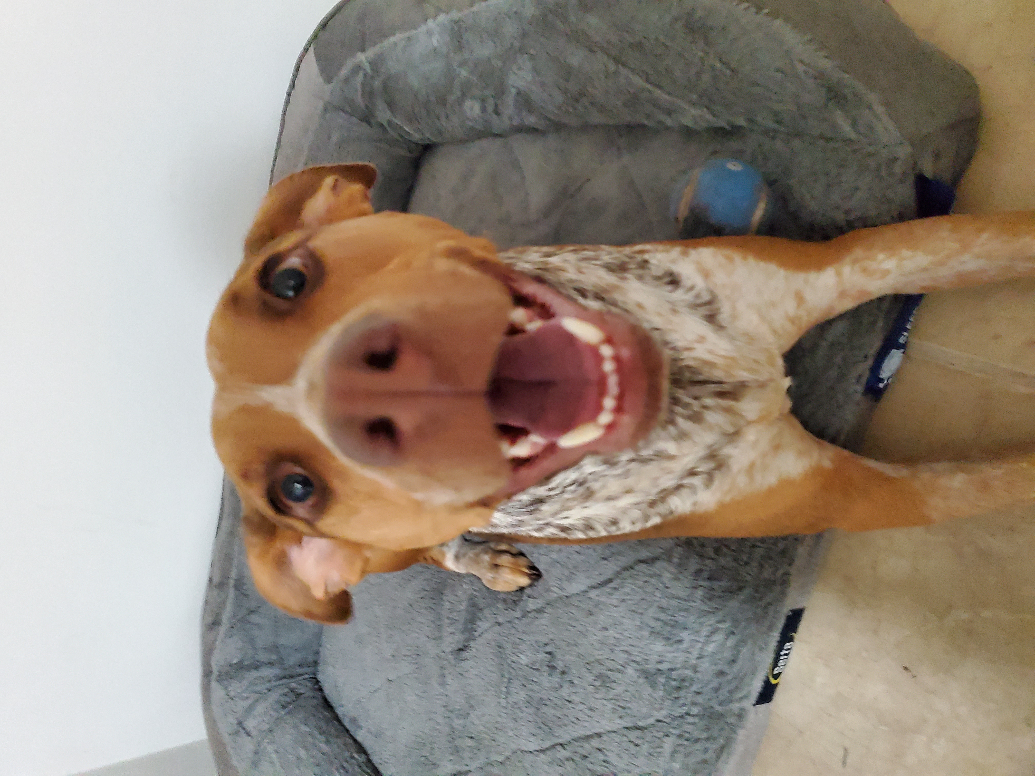 Happy dog walk